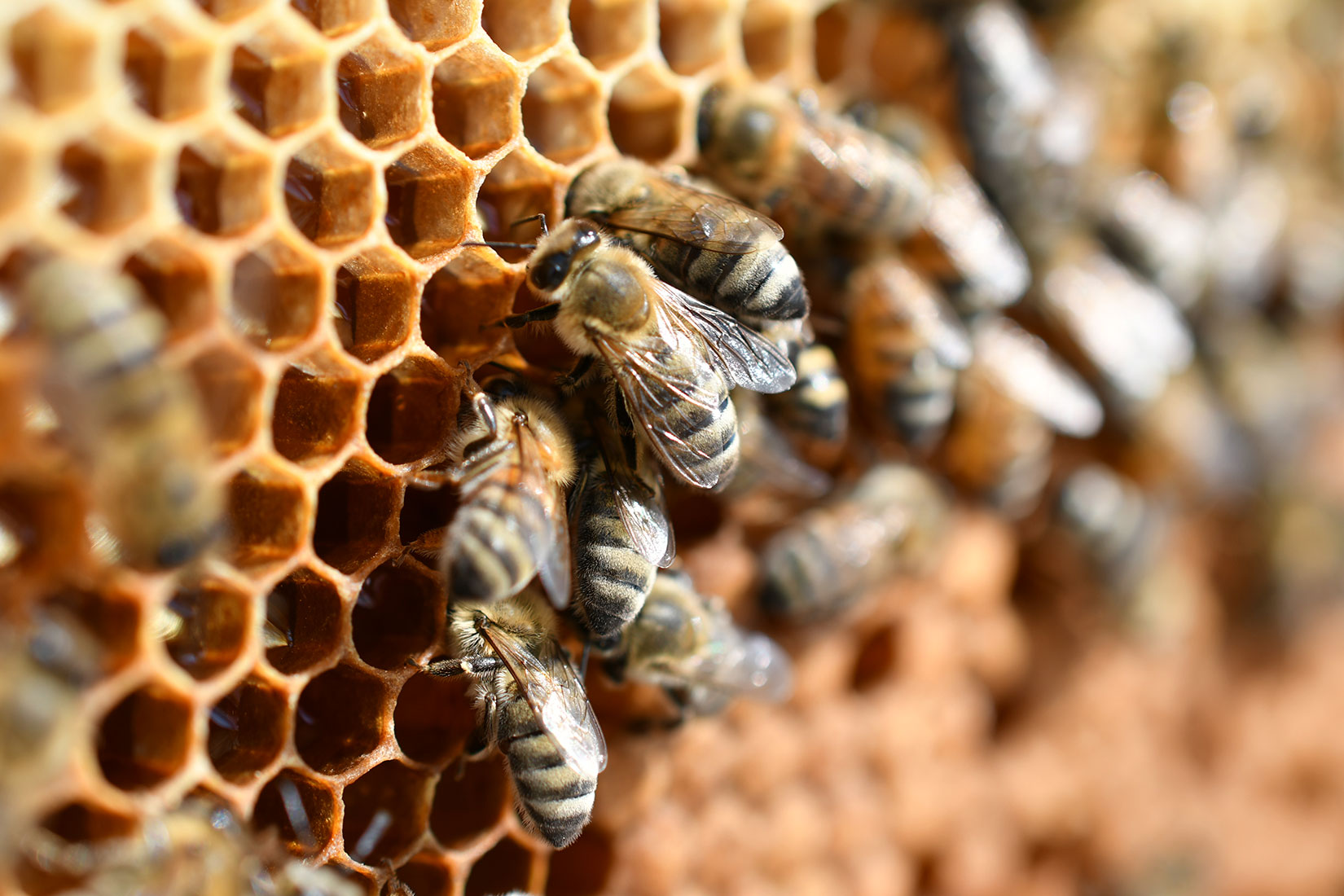 Curso de iniciación a la apicultura