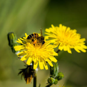 Nutrivida-centro-de-formación,-tiempo-libre-y-ocio-medioambiental-polen-de-abeja-Mieles-de-españa