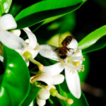 Nutrivida-centro-de-formación,-tiempo-libre-y-ocio-medioambiental-polen-de-abeja-Mieles-de-españa_01-AZAHAR