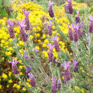 Nutrivida-centro-de-formación,-tiempo-libre-y-ocio-medioambiental-polen-de-abeja-Mieles-de-españa_01-CANTUESO