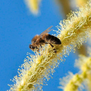 Nutrivida-centro-de-formación,-tiempo-libre-y-ocio-medioambiental-polen-de-abeja-Mieles-de-españa_01-CASTAÑO-2