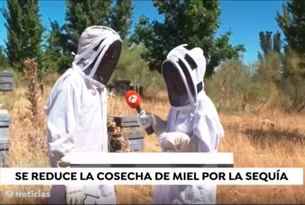 sector-de-la-apicultura-se-reduce-por-sequía